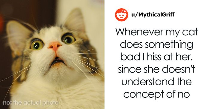 People Are Sharing Things Pets Accidentally Conditioned Them To Do (30 Answers)
