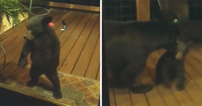 Mama Bear Scolds Her Cub For Peeking Into This Woman’s Window And The Video Goes Viral