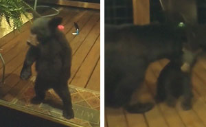 Mama Bear Scolds Her Cub For Peeking Into This Woman's Window And The Video Goes Viral