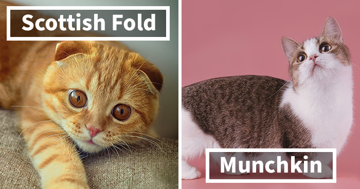 30 Of The Most Popular Cat Breeds And Their Origins