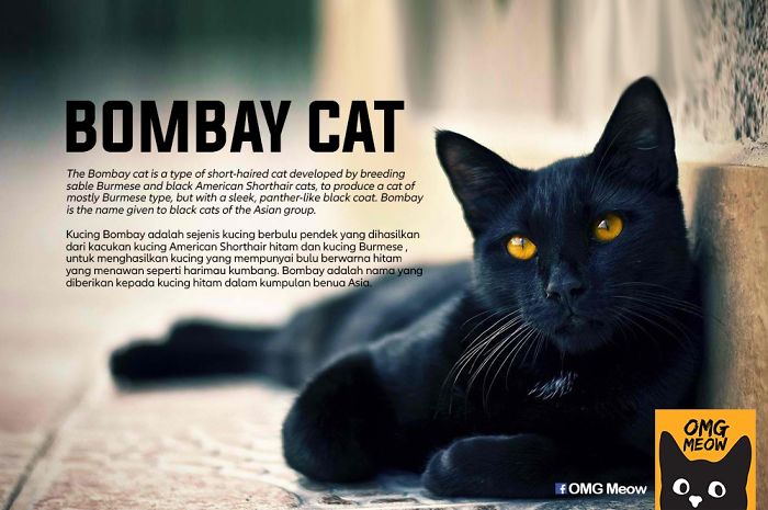 Gato Bombay