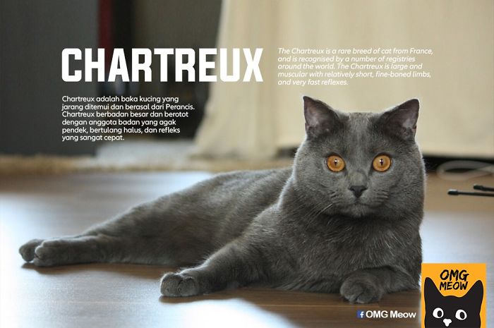 Chartreux O Cartujo