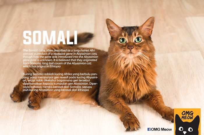 Gato Somalí
