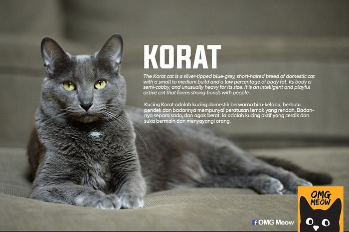 Gato Korat