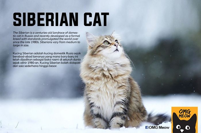 Gato Siberiano