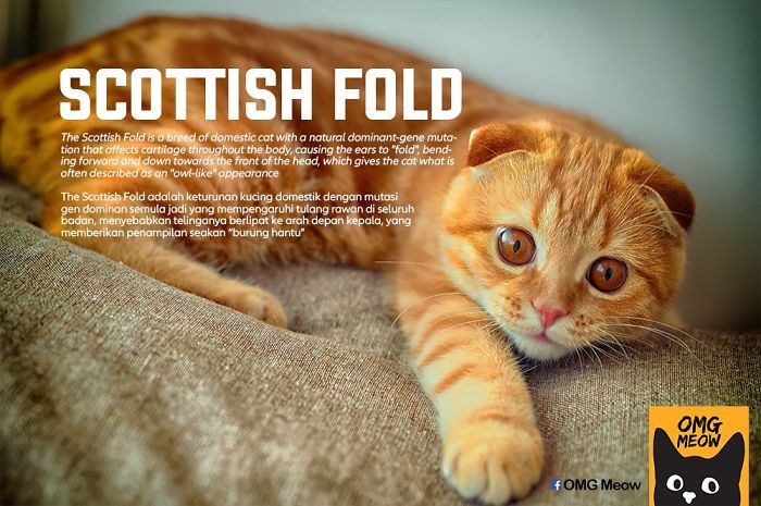 Fold Escocés