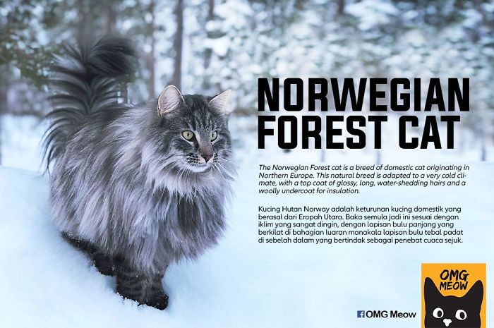 Gato Bosque De Noruega