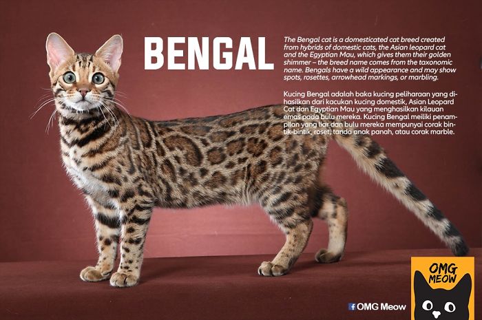 Gato De Bengala