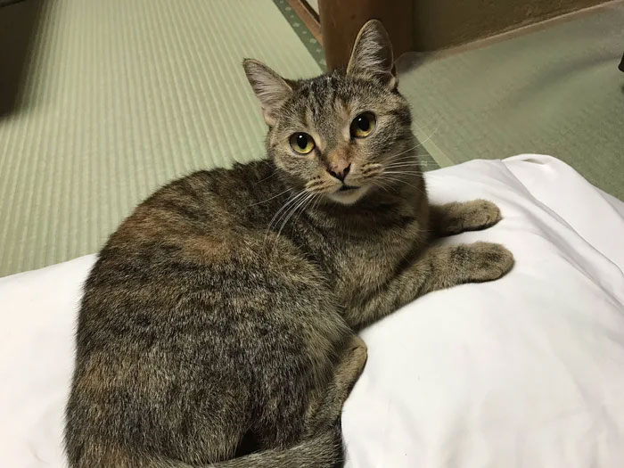 Traditional Japanese Inn Offers Its Guests Cat Companions To Spend The Night With