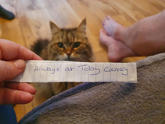 Owner Finds A Paper Collar Attached To Her Cat’s Neck After She Returns Home From Toby Carvery