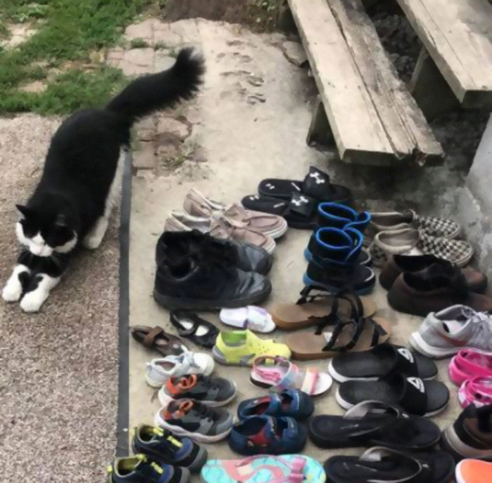 A este gato le gusta tanto robar los zapatos de los vecinos que su dueño ha creado un grupo de Facebook para devolverlos