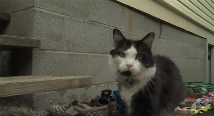 This Cat Loves Stealing His Neighbors' Shoes So Much, His Owner Even Created A Facebook Group To Return Them