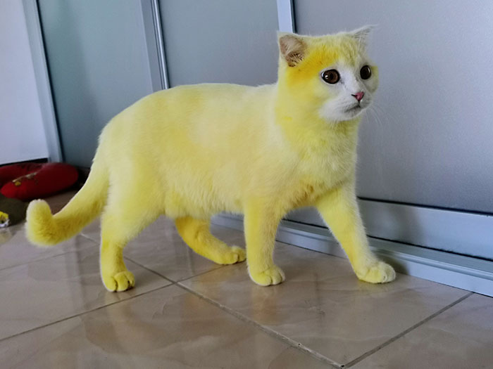 Thai Woman Uses Turmeric For Her Cat’s Fungal Infection, And The Cat Accidentally Turns Yellow (12 Pics)