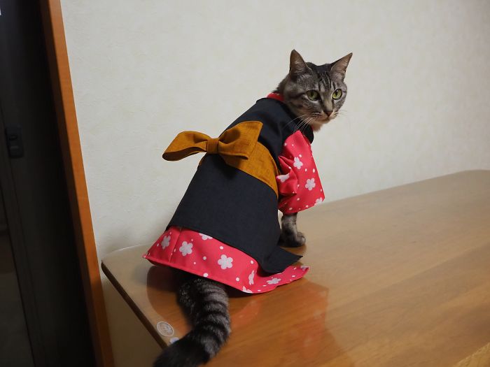 Cats-Anime-Costumes-Yagyouneko-Japan