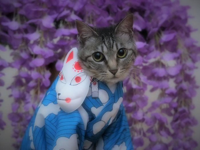 Cats-Anime-Costumes-Yagyouneko-Japan