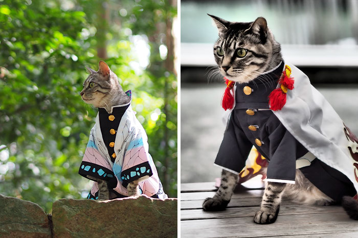 On His Free Time, This Guy Makes Anime Costumes For His Cats And Here Are 35 Of The Coolest Ones