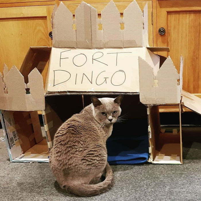 Cats-Cardboard-Forts