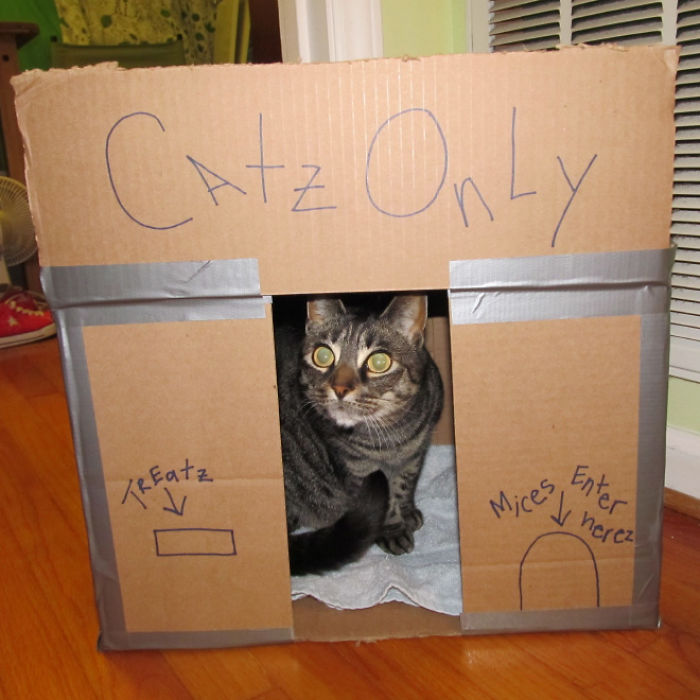 Cats-Cardboard-Forts