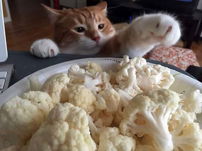 The Nefarious Mr. Sugar Paws Caught Red-Handed Trying To Steal Some Raw Cauliflower, Which Is Inexplicably One Of His Favorite Foods To Nom