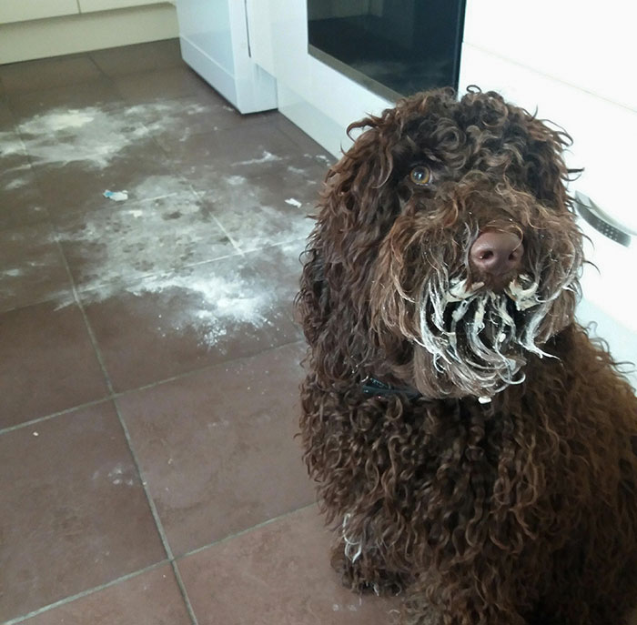 The Identity Of The Flour Thief Remains A Mystery. Investigations Continue