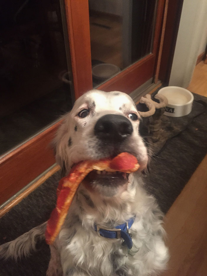 Caught Our Dog Stealing A Piece Of Pizza