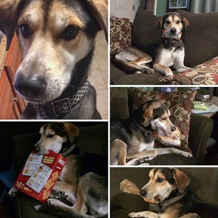 This Is Nico. Here’s A Compilation Of Him When He Steals Food Just To Hold On To It