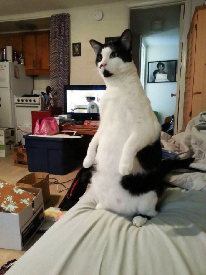 Cats-Standing-Like-Penguins