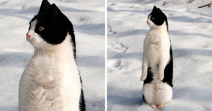 30 Cats Who Decided To Pretend To Be Penguins