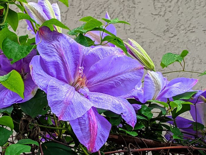 I Moved From Texas To California A Year Ago And Found This Beautiful Clematis Growing In The Back Yard