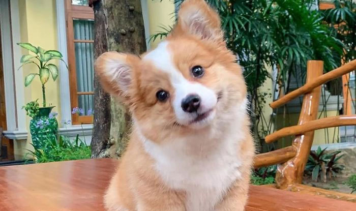 Meet Baby, The Corgi That Loves Everyone And Has A Feisty Personality (31 Pics)