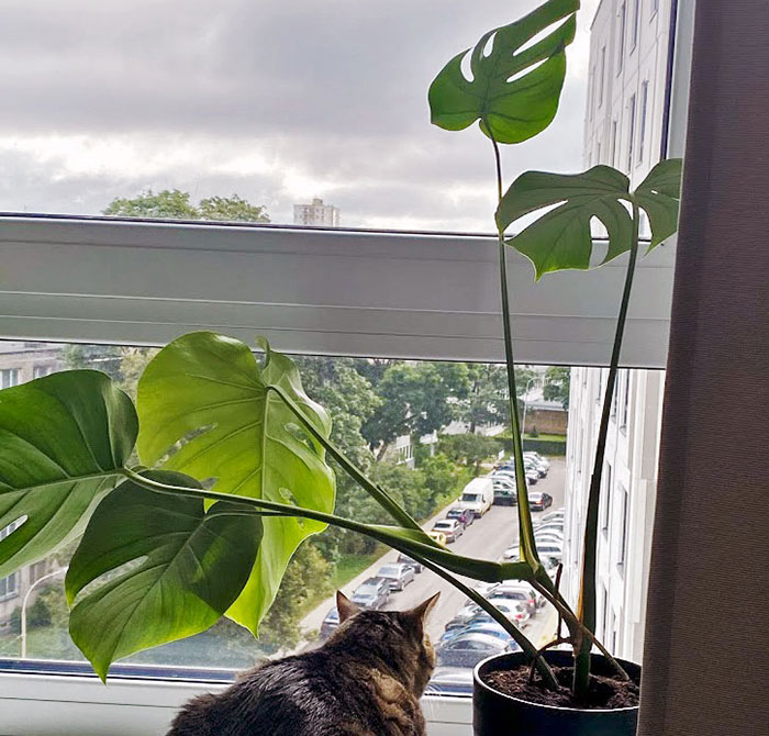 Hey Pandas, Post Your Favorite Houseplants (Ended)