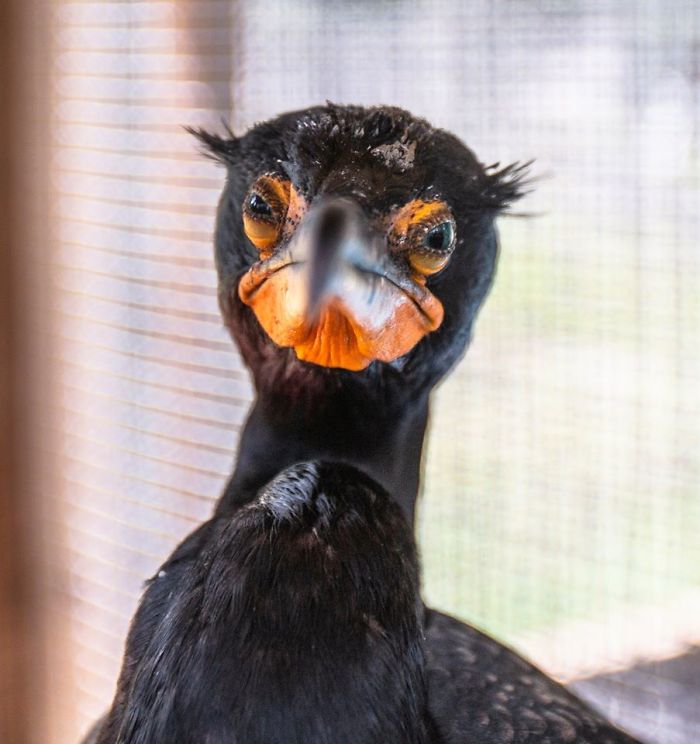 Judgmental Cormorant Knows What You Did