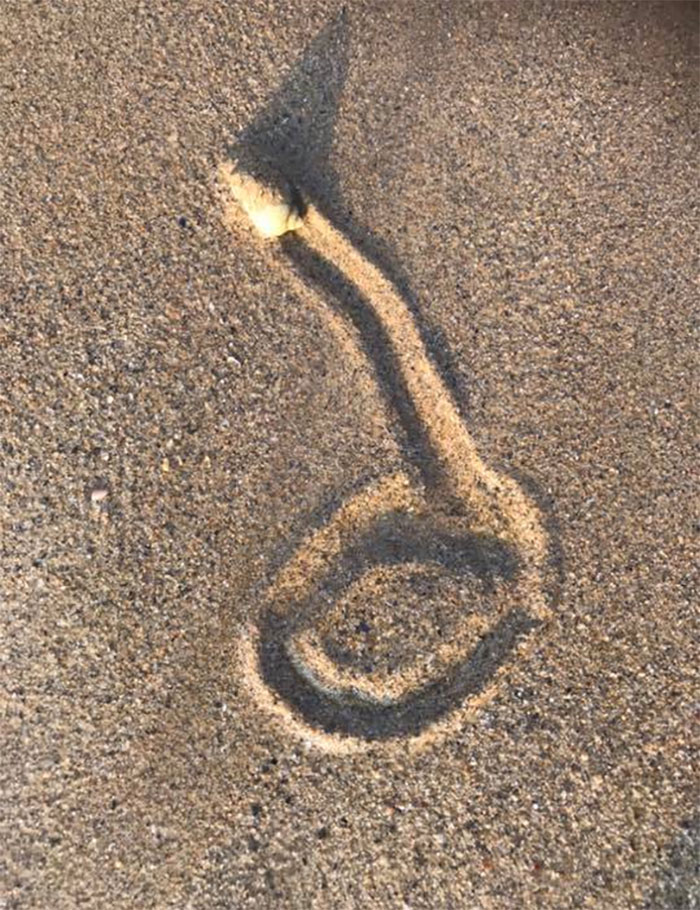 I Don’t Know What This Sea Snail Has Started To Draw, But I Think He Should Stop It