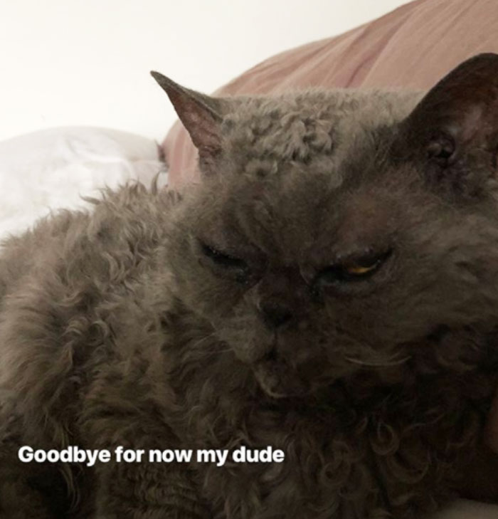 This Curly Haired 17-Year-Old Cat Looks Like He's Seen Some Stuff
