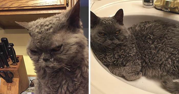 This Curly Haired 17-Year-Old Cat Looks Like He’s Seen Some Stuff