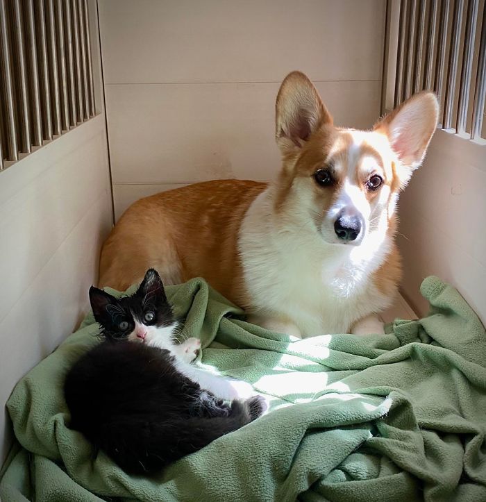 We Were Concerned That Our Corgi Wouldn’t Like The Stray Kitten We Rescued His Head Is Soaked From Our Corgi Grooming Him