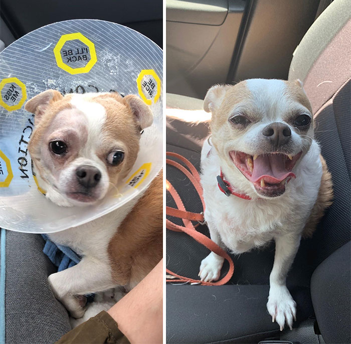 Nacho On The Way Home From The Shelter vs. Today! We Adopted Him At 11 Years Old. He Is The Easiest Dog Ever. His Tail Is Always Wagging And He Loves To Nap. Senior Dogs Need Homes Too!