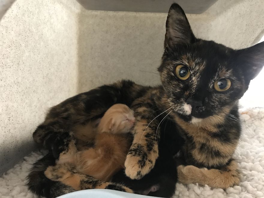 Pregnant Cat Is Abandoned In Woodlands, But Is Found By A Dog Walker And Gives Birth To Two Healthy Kittens