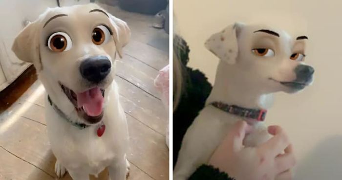 This New Snapchat Filter Makes Your Dog Look Like A Disney Character And  Here Are 30 Of The Best Results | Bored Panda