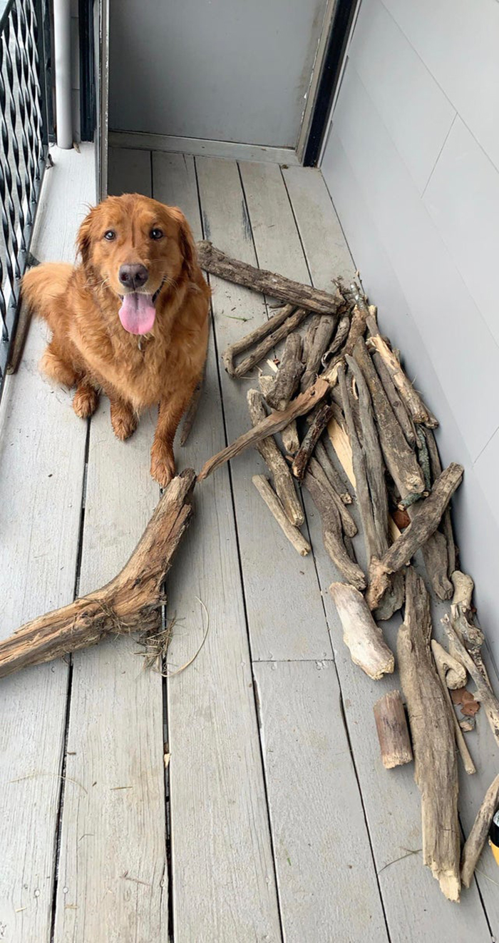 This Dog Shows His Dad How Proud He Is Of His Stick Collection