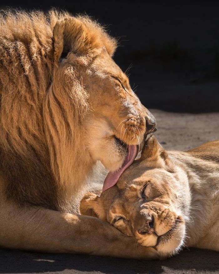 Elderly Lion Couple That Were Soulmates Are Put To Sleep At The Same Time So Neither Has To Live Alone