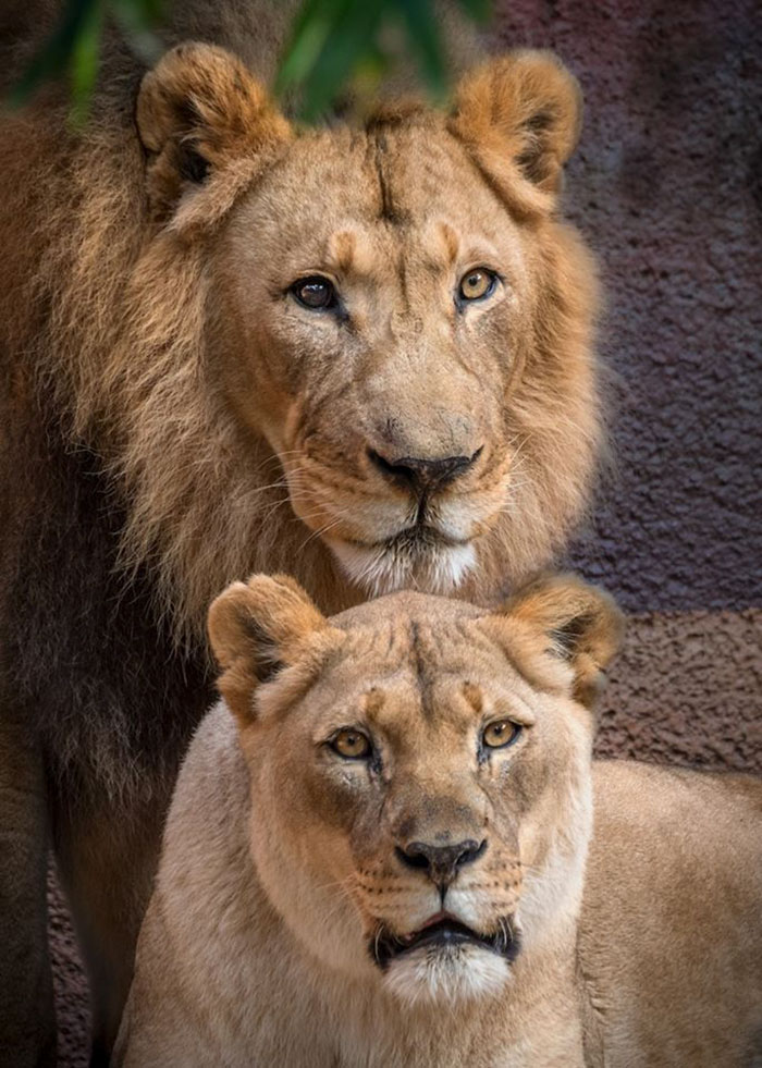 Elderly Lion Couple That Were Soulmates Are Put To Sleep At The Same Time So Neither Has To Live Alone
