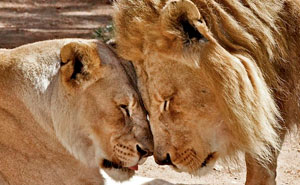 Elderly Lion Couple That Were Soulmates Are Put To Sleep At The Same Time So Neither Has To Live Alone