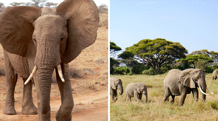 Apparently, Kenya’s Elephant Population Has More Than Doubled Over Last Three Decades
