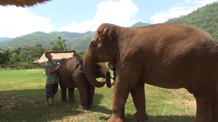 Elephant Pushes Visitors Away So Her Caretaker Can Sing A Lullaby To Her Baby