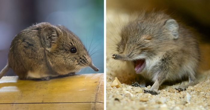 Tiny Elephant Shrews Have Been Rediscovered In Africa After Being Classed  As A 'Lost Species' For The Last 50 Years | Bored Panda