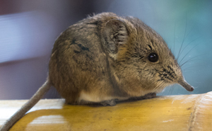 Tiny Elephant Shrews Have Been Rediscovered In Africa After Being Classed As A 'Lost Species' For The Last 50 Years