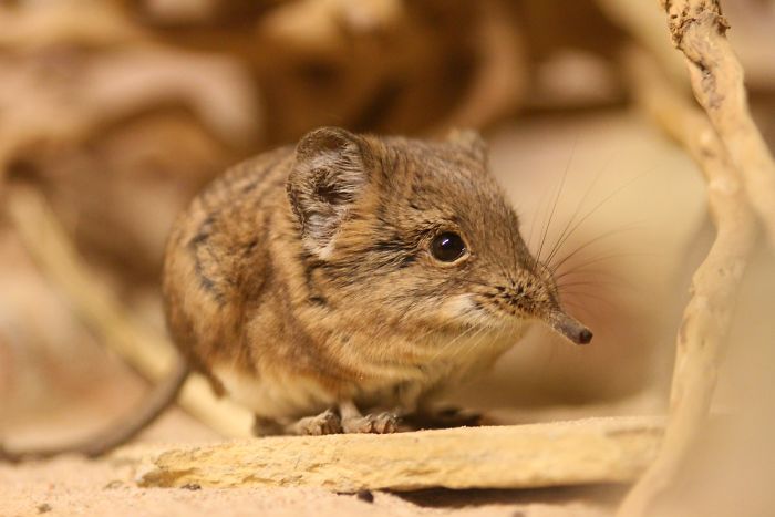 Tiny Elephant Shrews Have Been Rediscovered In Africa After Being Classed As A 'Lost Species' For The Last 50 Years