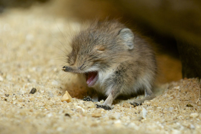 Tiny Elephant Shrews Have Been Rediscovered In Africa After Being Classed As A 'Lost Species' For The Last 50 Years