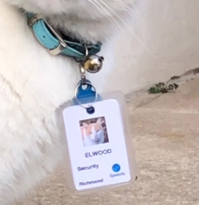 Cat Hangs Around A Hospital For A Year, Ends Up Getting Hired As A Security Cat